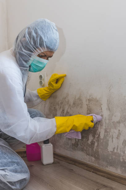 Best Mold Odor Removal Services  in De Pue, IL
