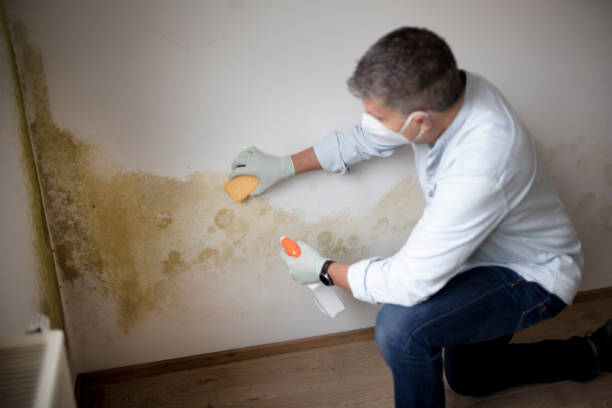 Best Real Estate Mold Inspection  in De Pue, IL